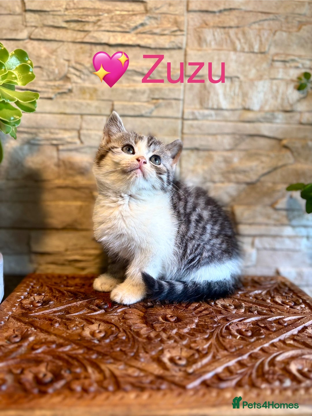 Persian cats for sale: 🐾 Adorable Persian Chinchilla “Doll Face” Kittens - Image 8