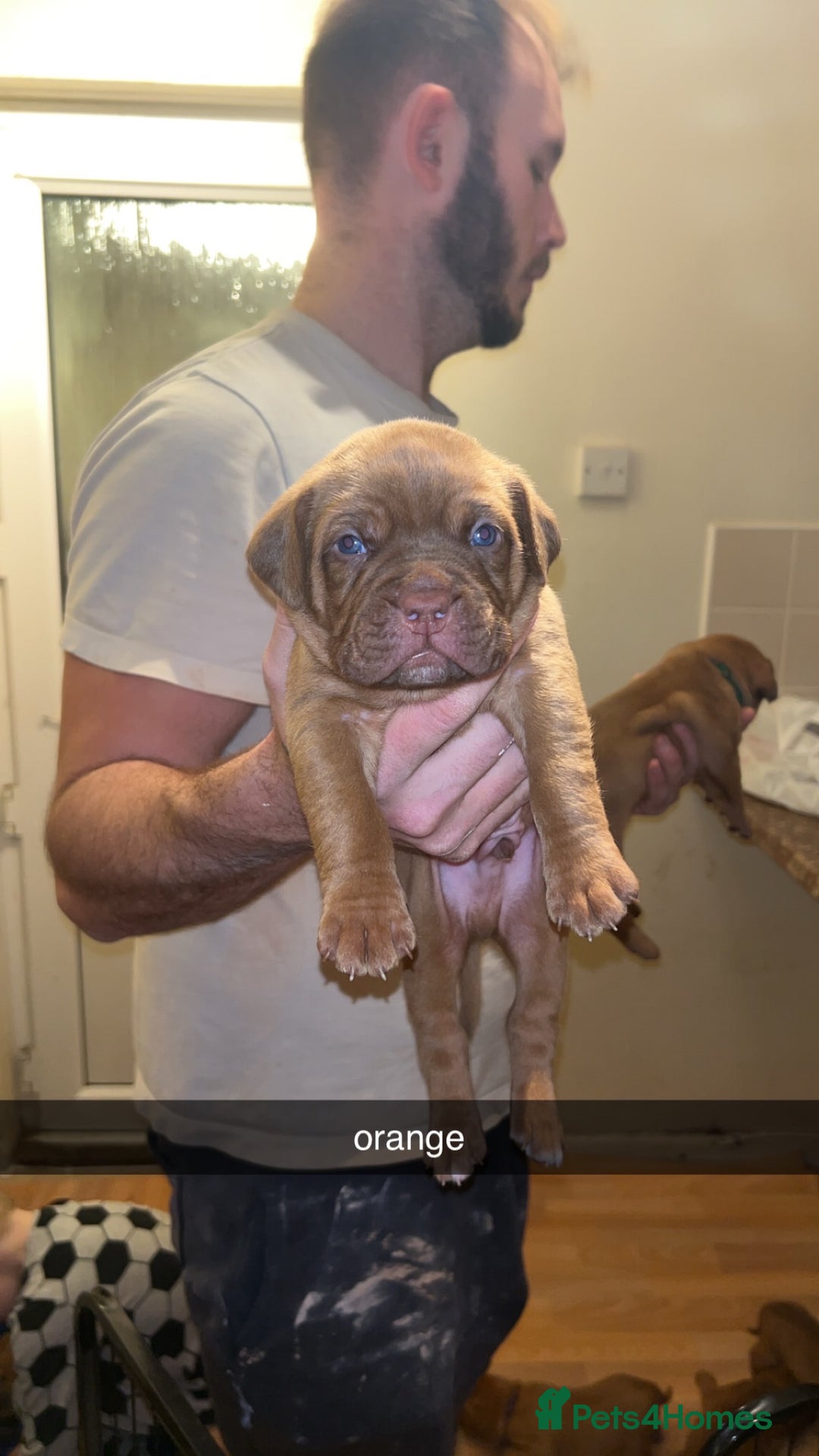 Dogue De Bordeaux dogs for sale: Dogue De Bordeaux Puppies For Sale - Advert 6