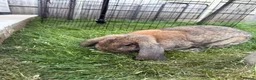 French Lop rabbits for sale: Pedigree French lop  - Advert 1