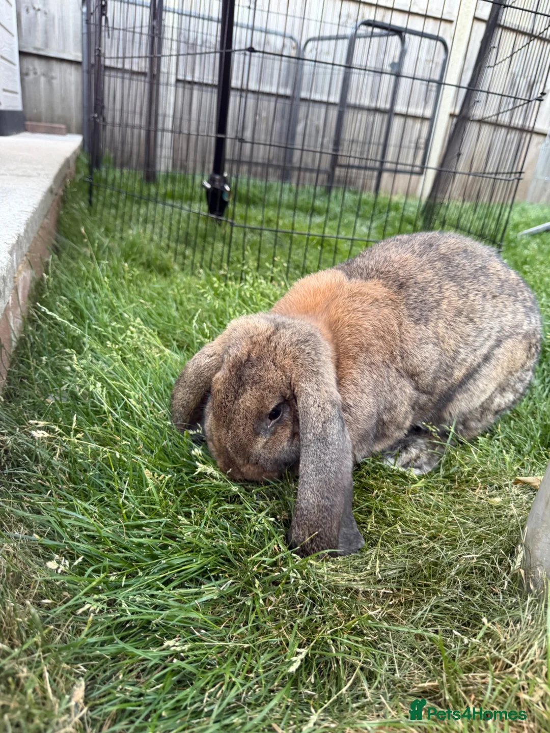 French Lop rabbits for sale: Pedigree French lop  - Advert 1