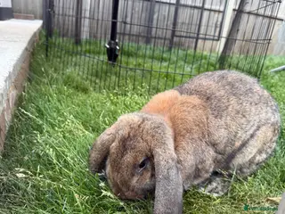French Lop rabbits Pedigree French lop - Advert 17