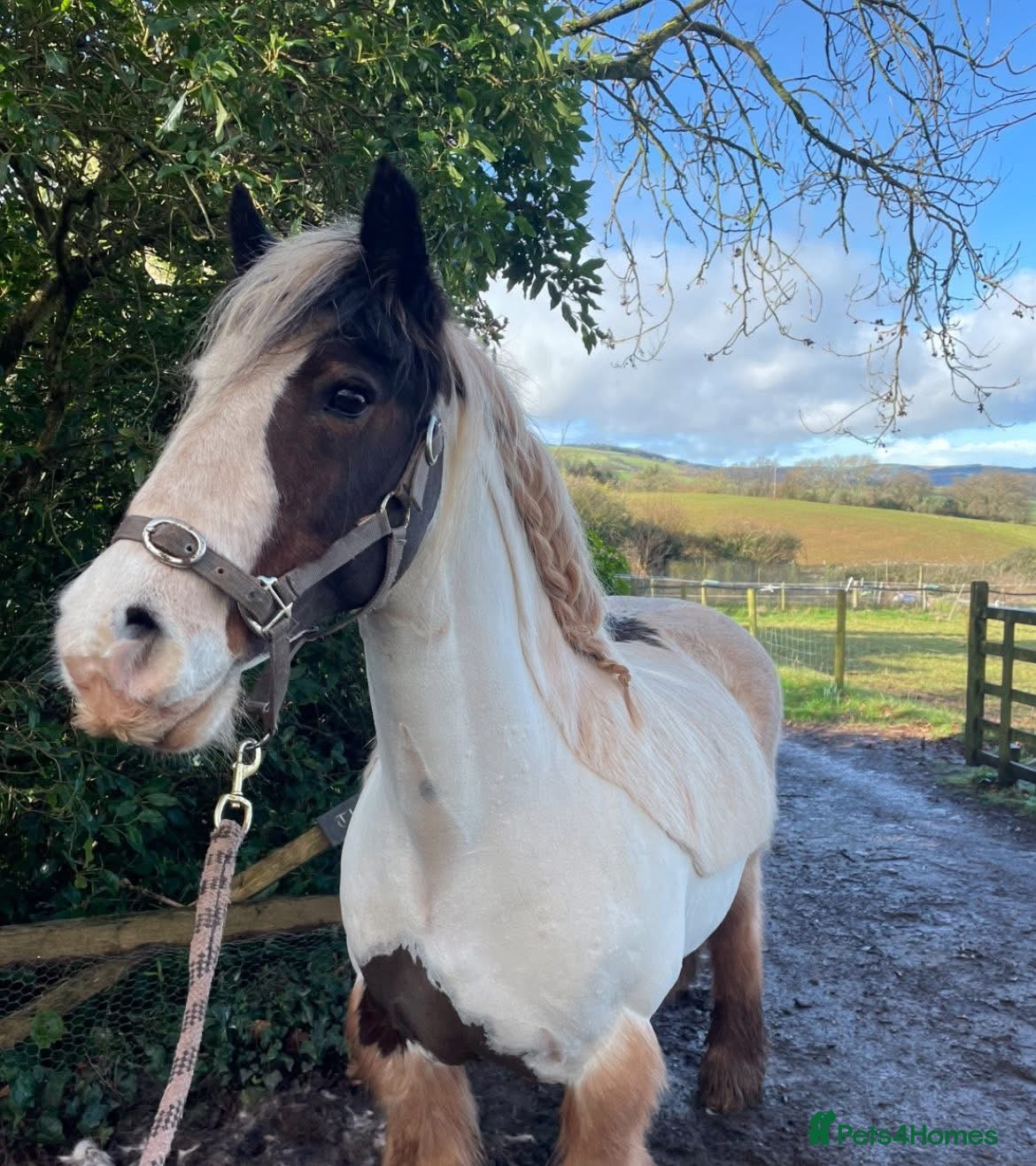 Irish Cob horses All rounder plus gelding friend to go together  - Advert 1