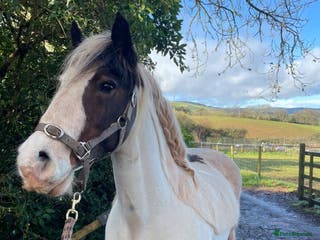 Irish Cob horses All rounder plus gelding friend to go together - Advert 22