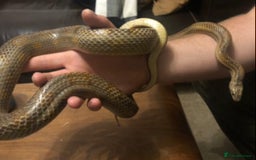 Corn Snake reptiles for sale: Female caramel motley corn  - Image 1