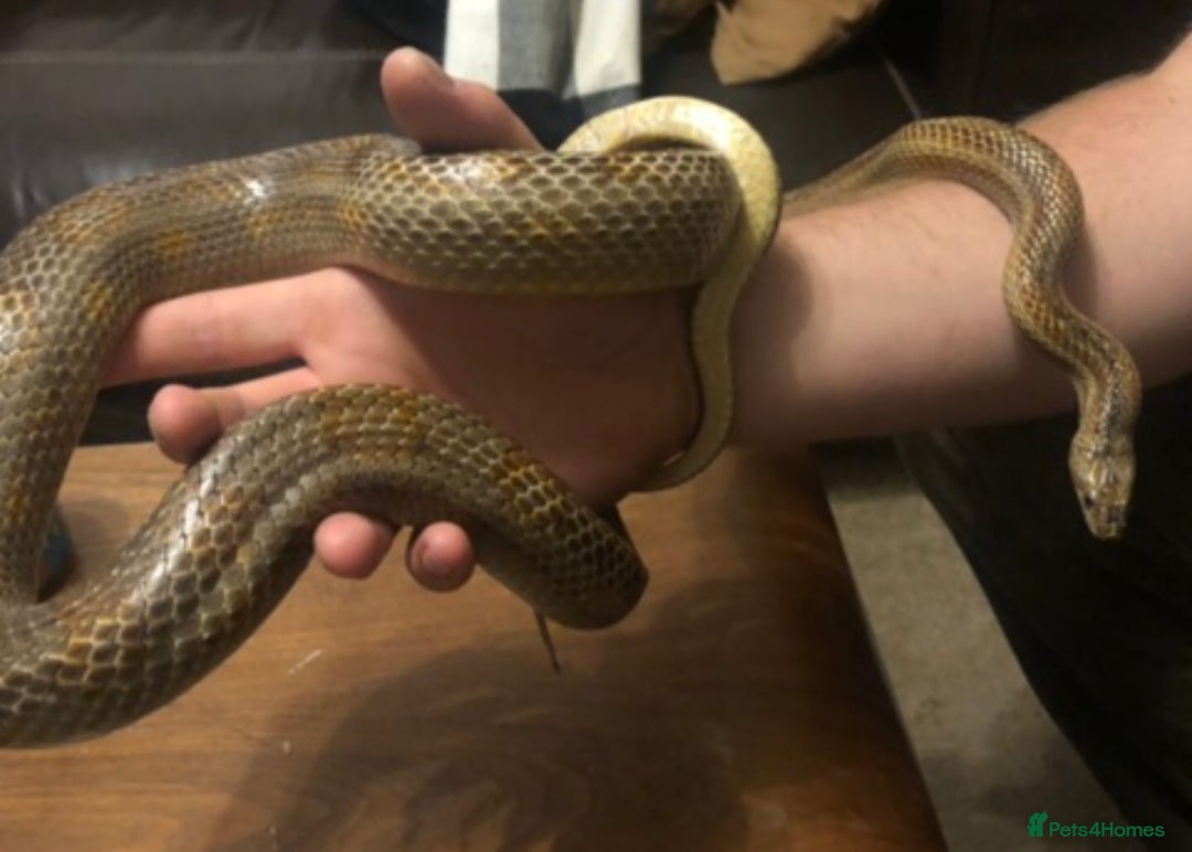 Corn Snake reptiles for sale: Female caramel motley corn  - Image 1