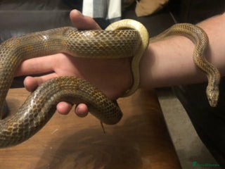 Corn Snake reptiles - Advert 3