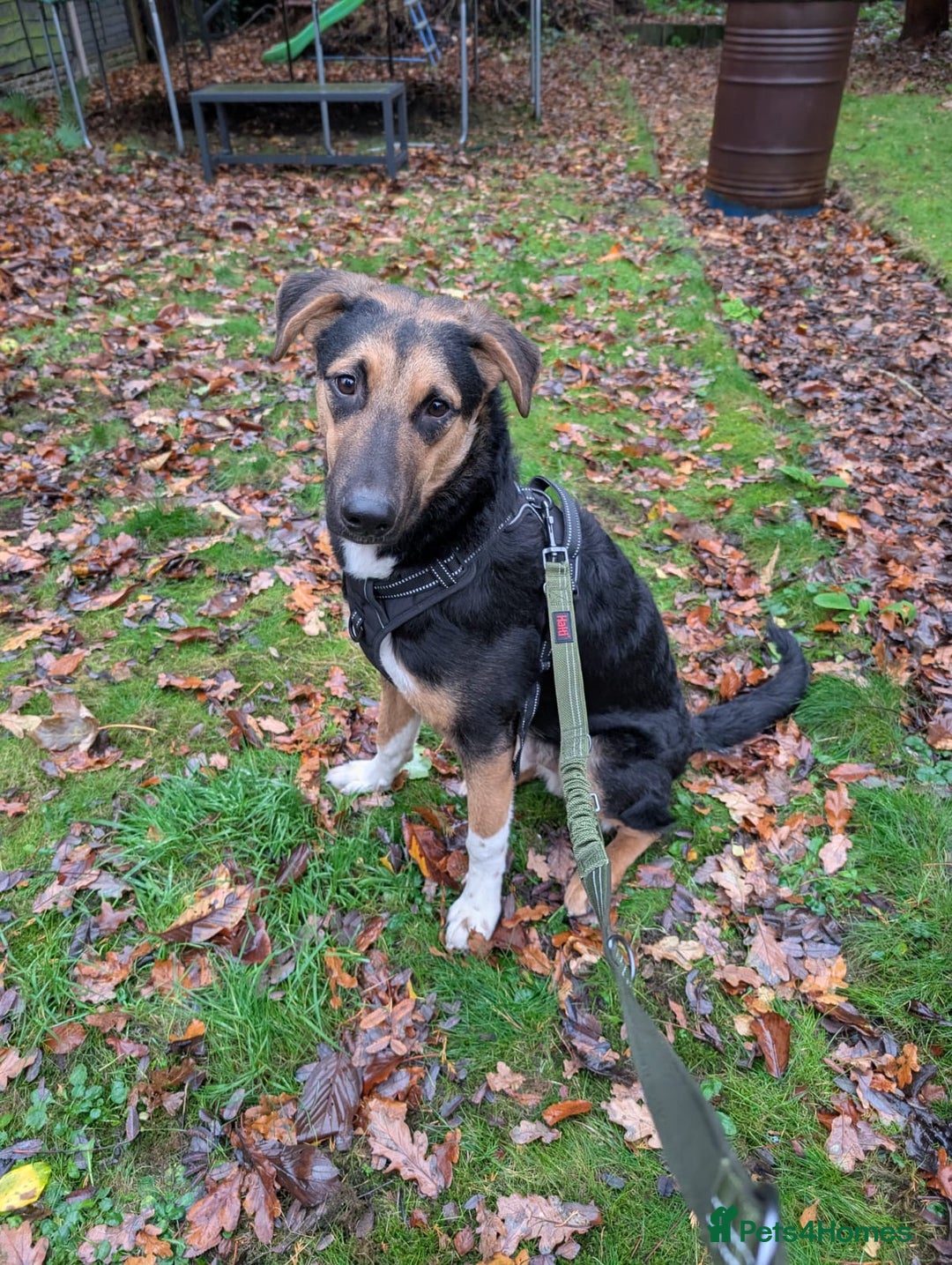 Mixed Breed dogs for adoption: 💙🐶 BRUNO -The Big, Loving Pup: FOSTER or ADOPT - Advert 6