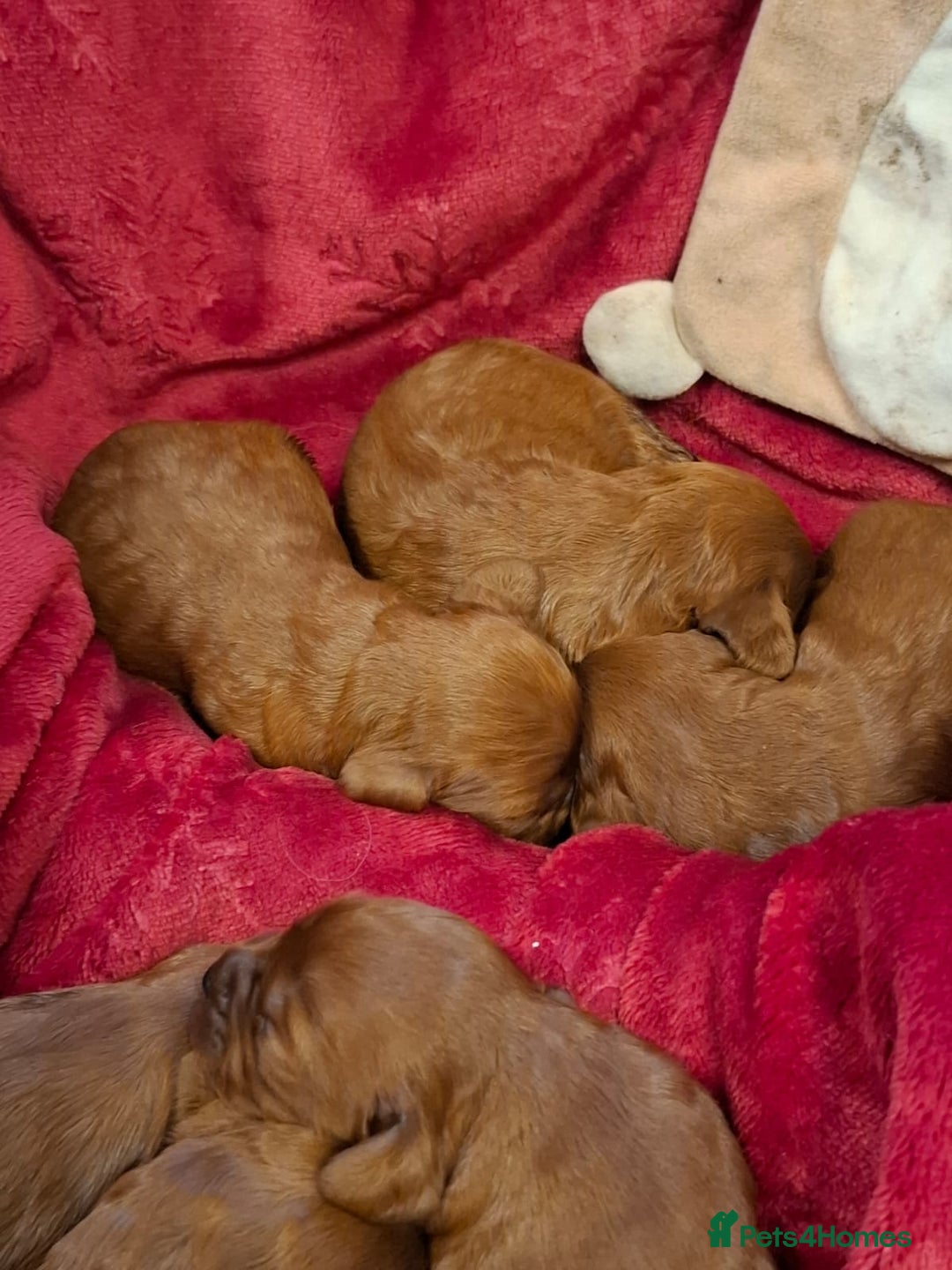 Cavapoo dogs for sale: Cavapoo puppies gorgeous red f1 ❤️!!!. - Advert 4