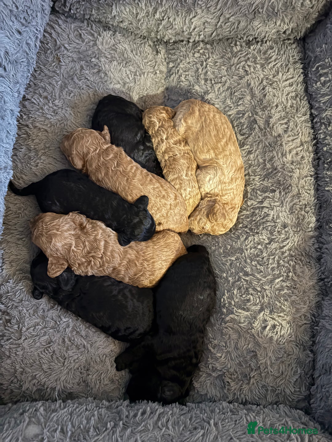 Cavapoo dogs for sale: Beautiful cavapoo puppies from a family home - Advert 15