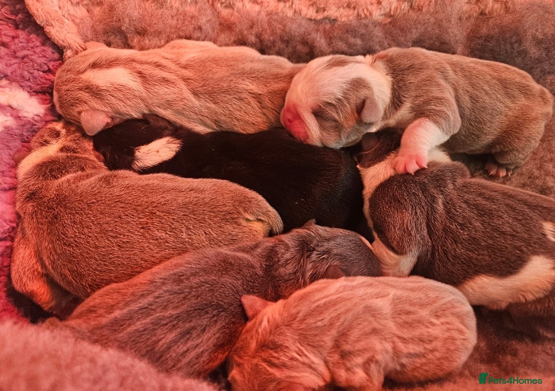 English Bulldog dogs for sale: Outstanding KC English Bulldogs, Top Quality Pups - Image 3