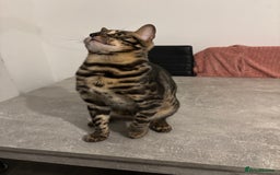 Bengal cats for sale: Beautiful bengal  - Image 3