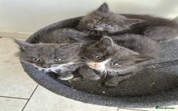 Mixed Breed cats for sale: 5 cute blue and blue&white long-haired kittens - Image 9