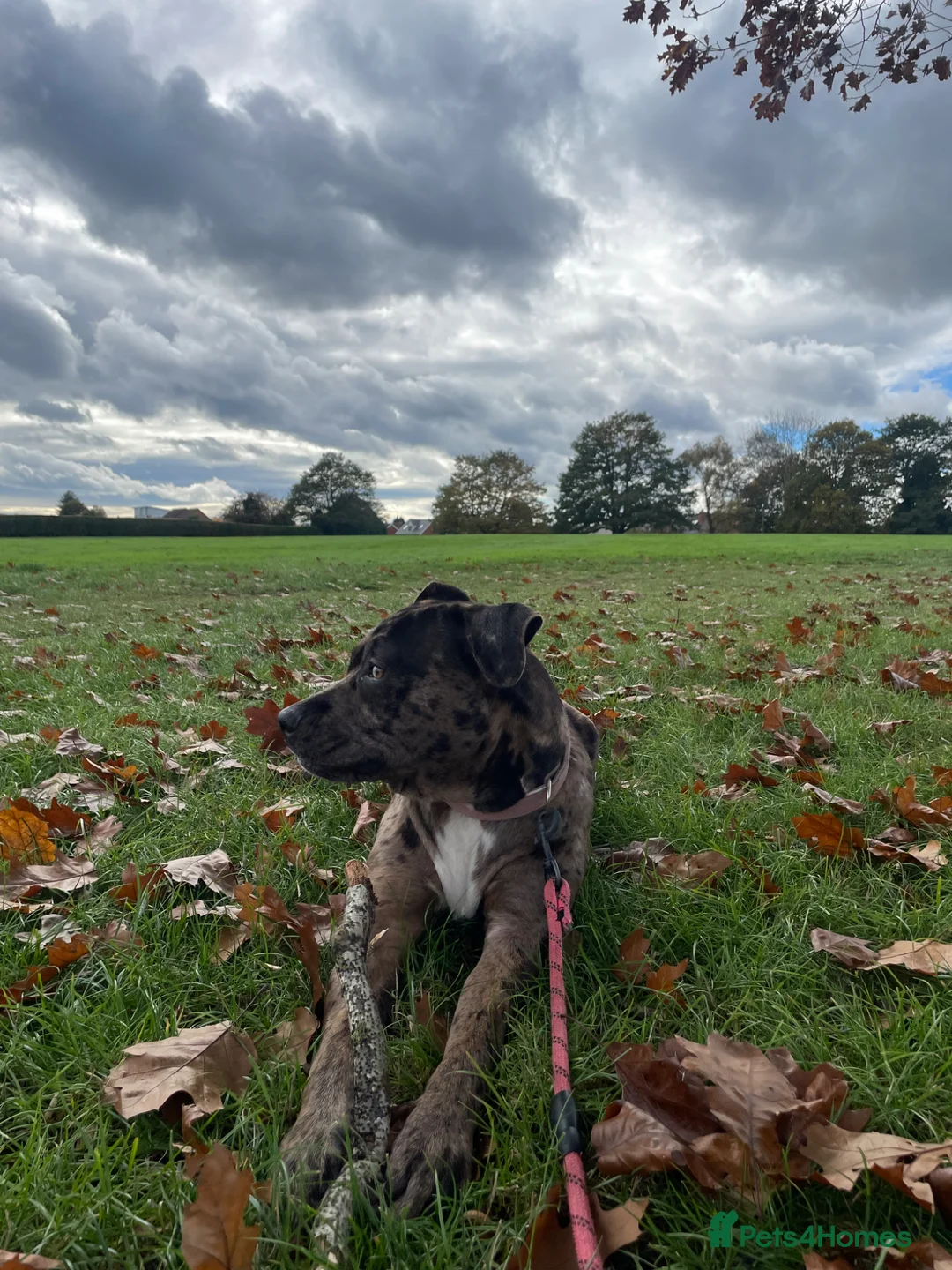 Mixed Breed dogs for sale: FEMALE CANE CORSO in Hereford - Advert 6