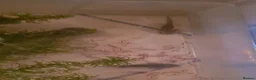 Other/Mixed Breed fish for sale: Axolotls - Advert 3