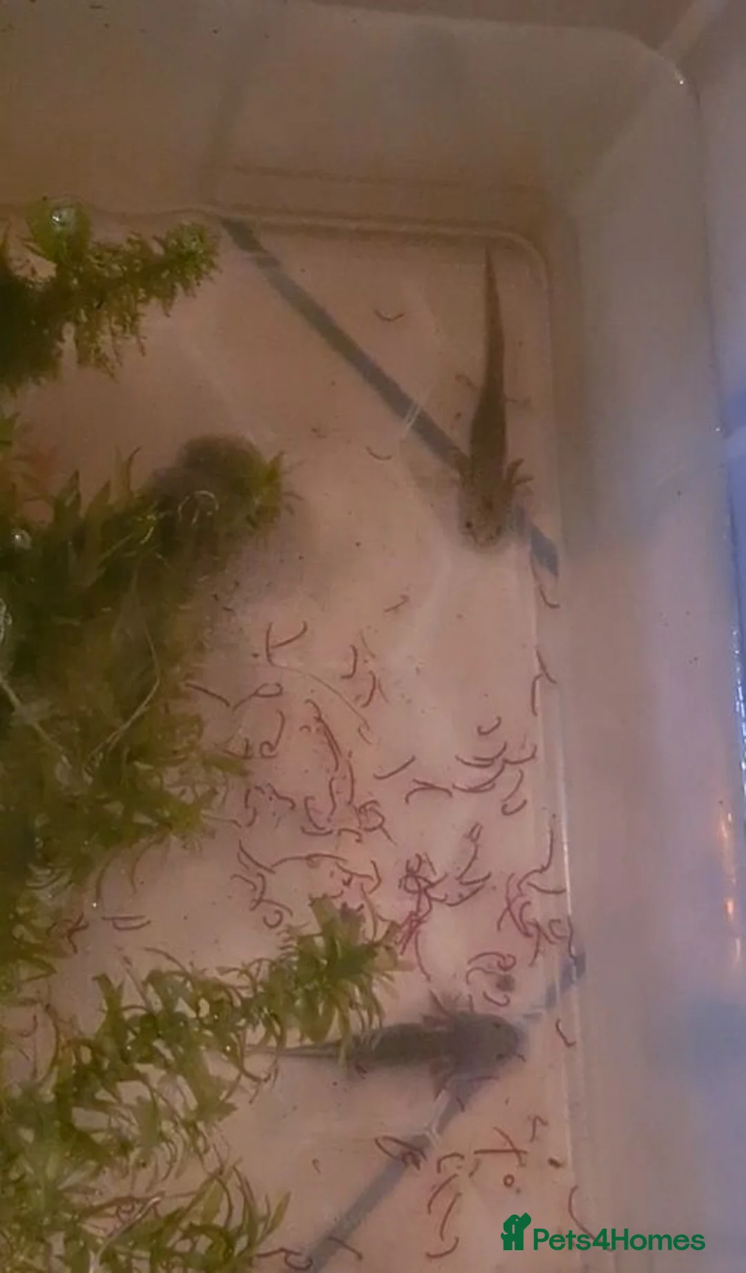 Other/Mixed Breed fish for sale: Axolotls - Advert 3