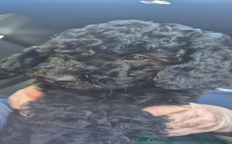 Cockapoo dogs - Advert 4