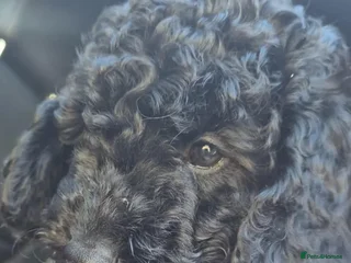 Cockapoo dogs - Advert 2