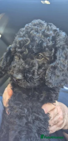 Cockapoo dogs - Advert 4