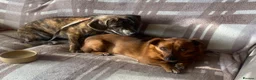 Mixed Breed dogs for adoption: Loving forever home needed for Indie - Advert 6