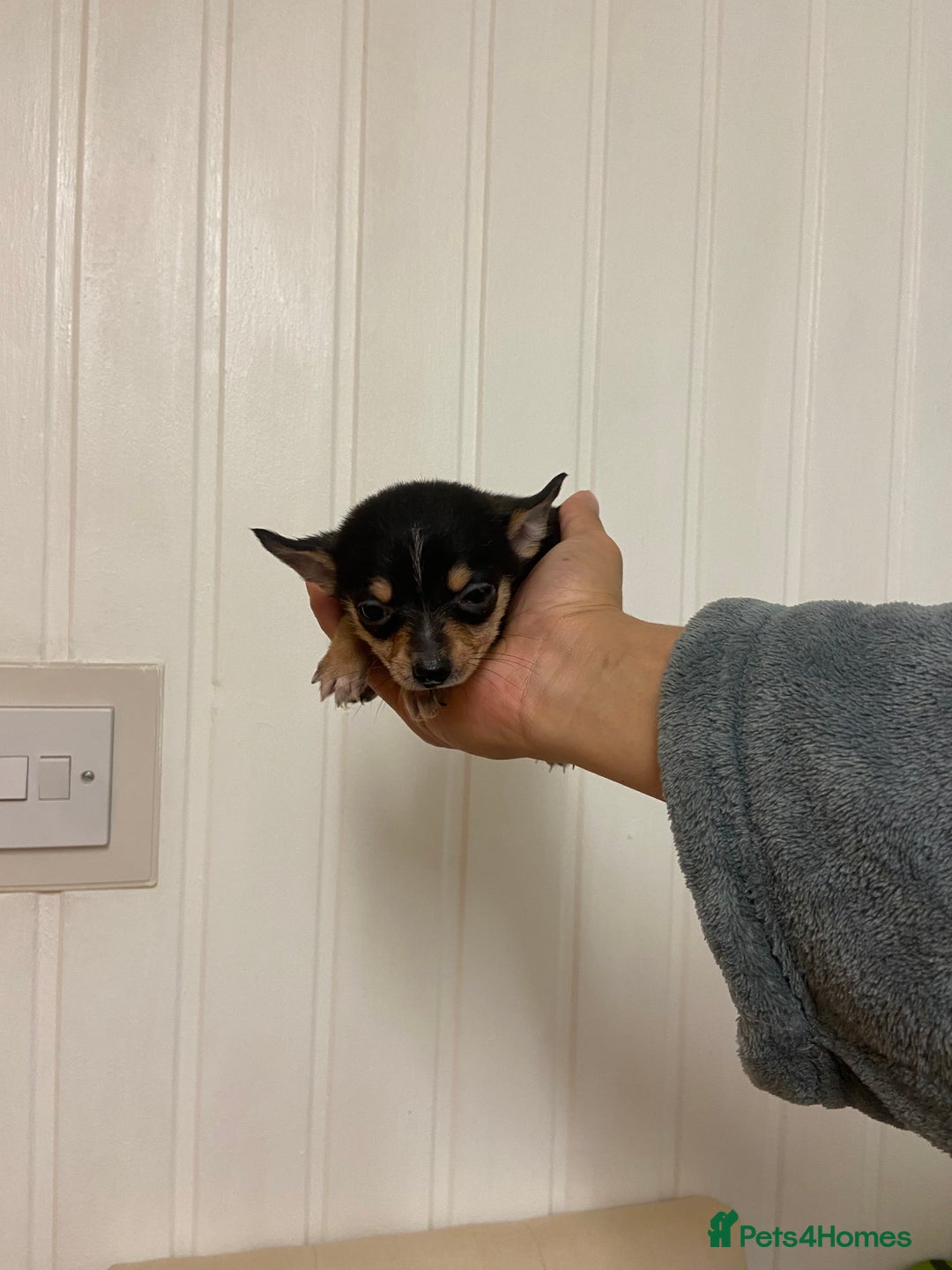 Chihuahua dogs for sale: 2 male chi pups for sale derby - Advert 10