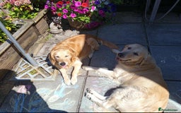 Golden Retriever dogs for sale: Golden Retriever Puppies - Mum & Dad family pets - Image 24