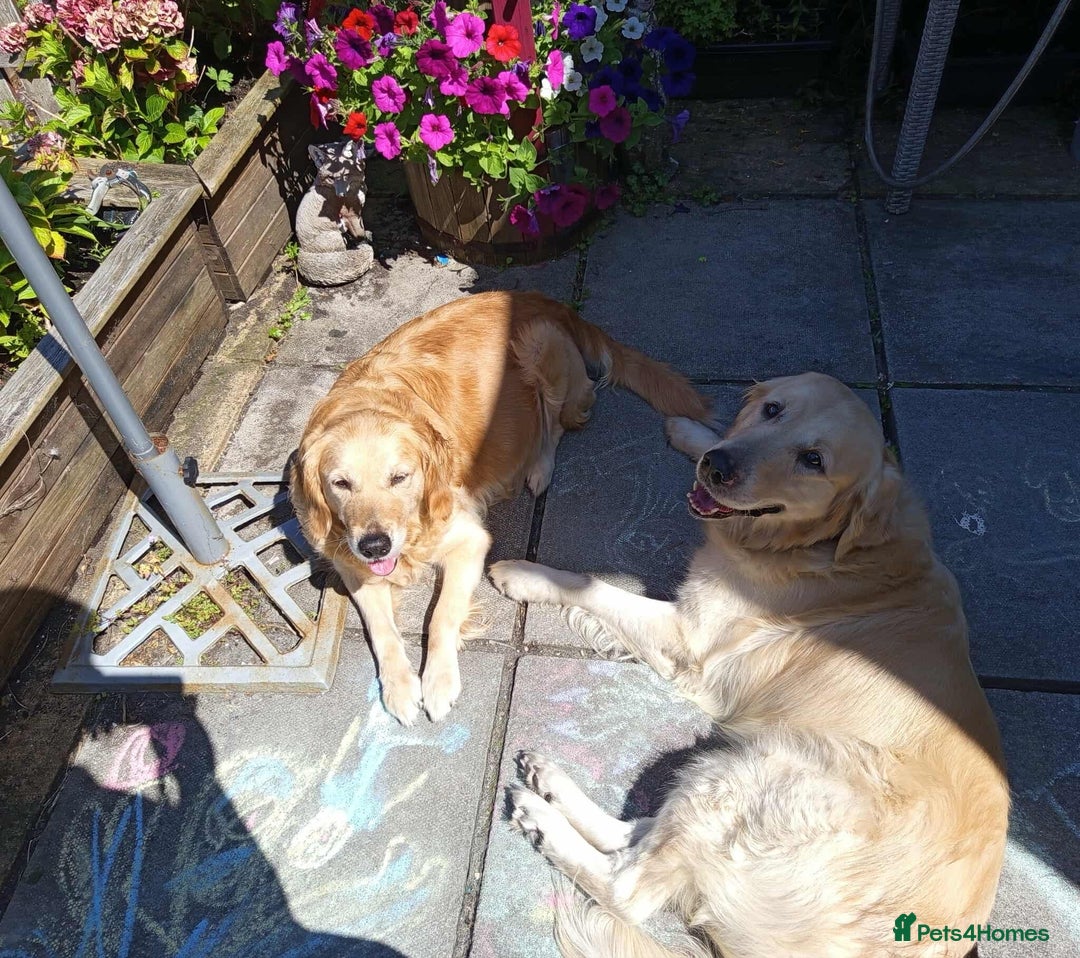 Golden Retriever dogs for sale: Golden Retriever Puppies - Mum & Dad family pets - Image 24