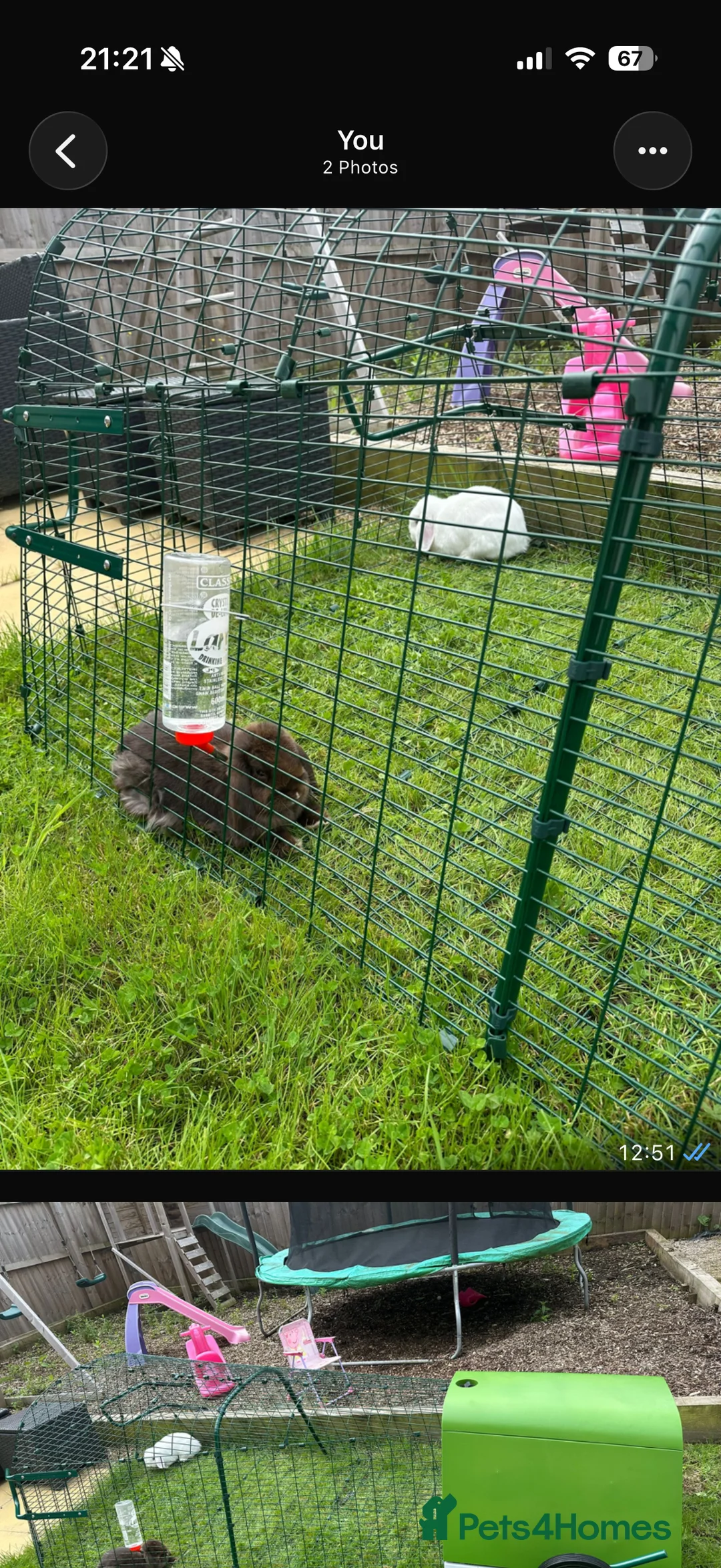 Mini Lion Lop rabbits for sale:  **   - Advert 2