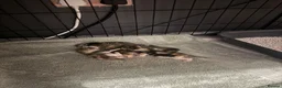 American Shorthair cats for sale: 4 kittens - Advert 8