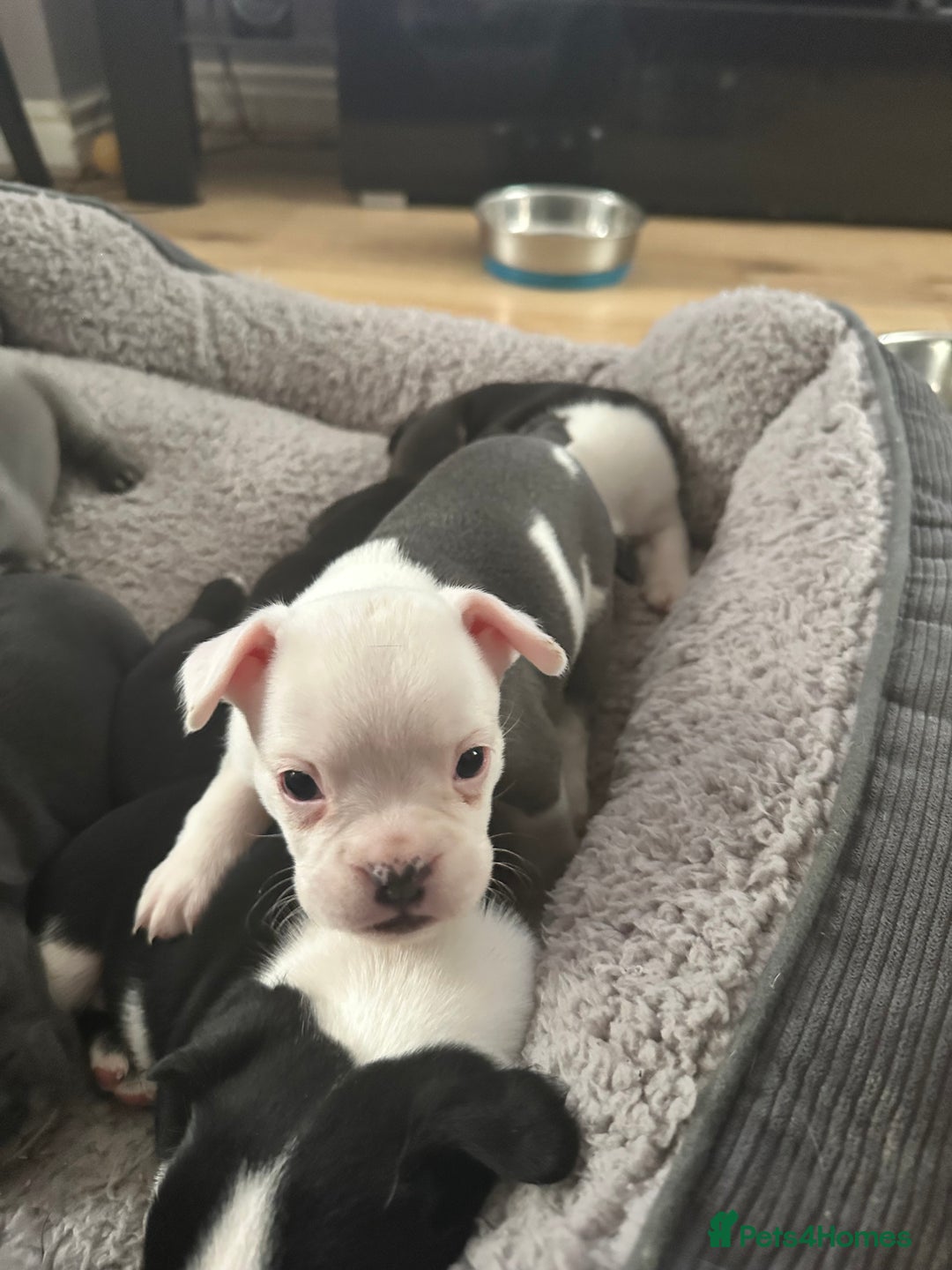 Mixed Breed dogs for sale: American French bulldog  - Advert 25