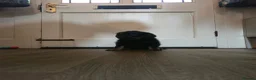 Mixed Breed dogs for sale: Shepradore Puppies - Advert 6