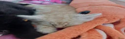 Mixed Breed cats for sale: Gorgeous Loving Kittens Looking for Forever Homes  in Slough - Advert 21