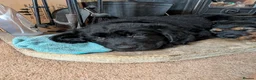Mixed Breed dogs for sale: German Shepherd x Springer Spaniel puppies - Advert 5