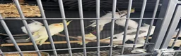 Mixed Breed birds for sale: Hand reard baby's  in Darlington - Advert 9