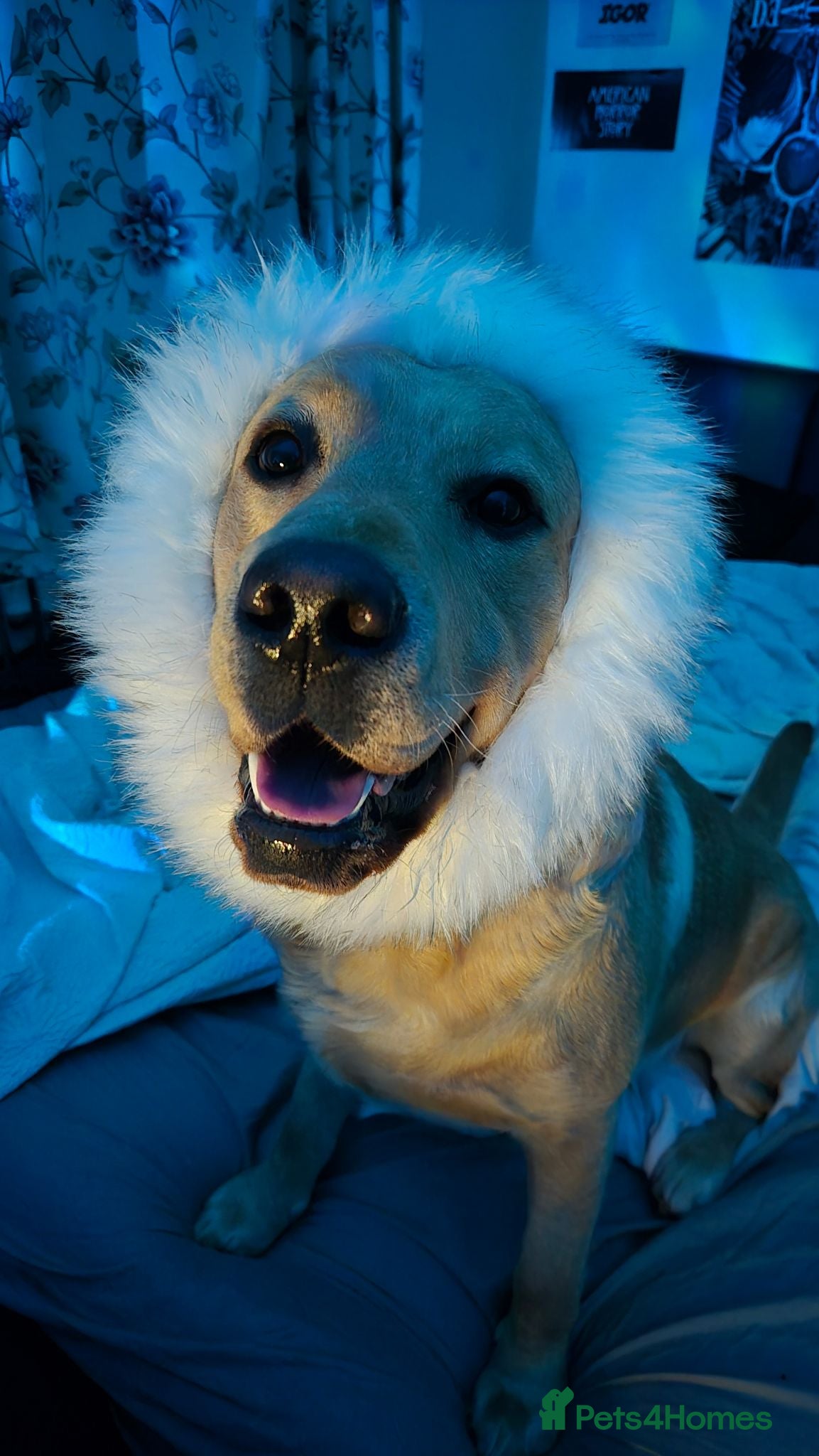 Labrador Retriever dogs Pure Labrador Retriever/ KC registered  - Advert 2