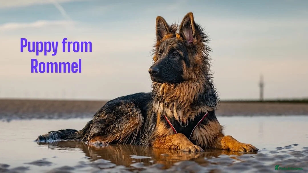 German Shepherd dogs for stud: KC REG FULLY HEALTH TESTED German Shepherd Stud in Macclesfield - Advert 18