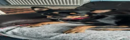 Mixed Breed dogs for sale: Mixed breed puppies in Pontypridd - Advert 2