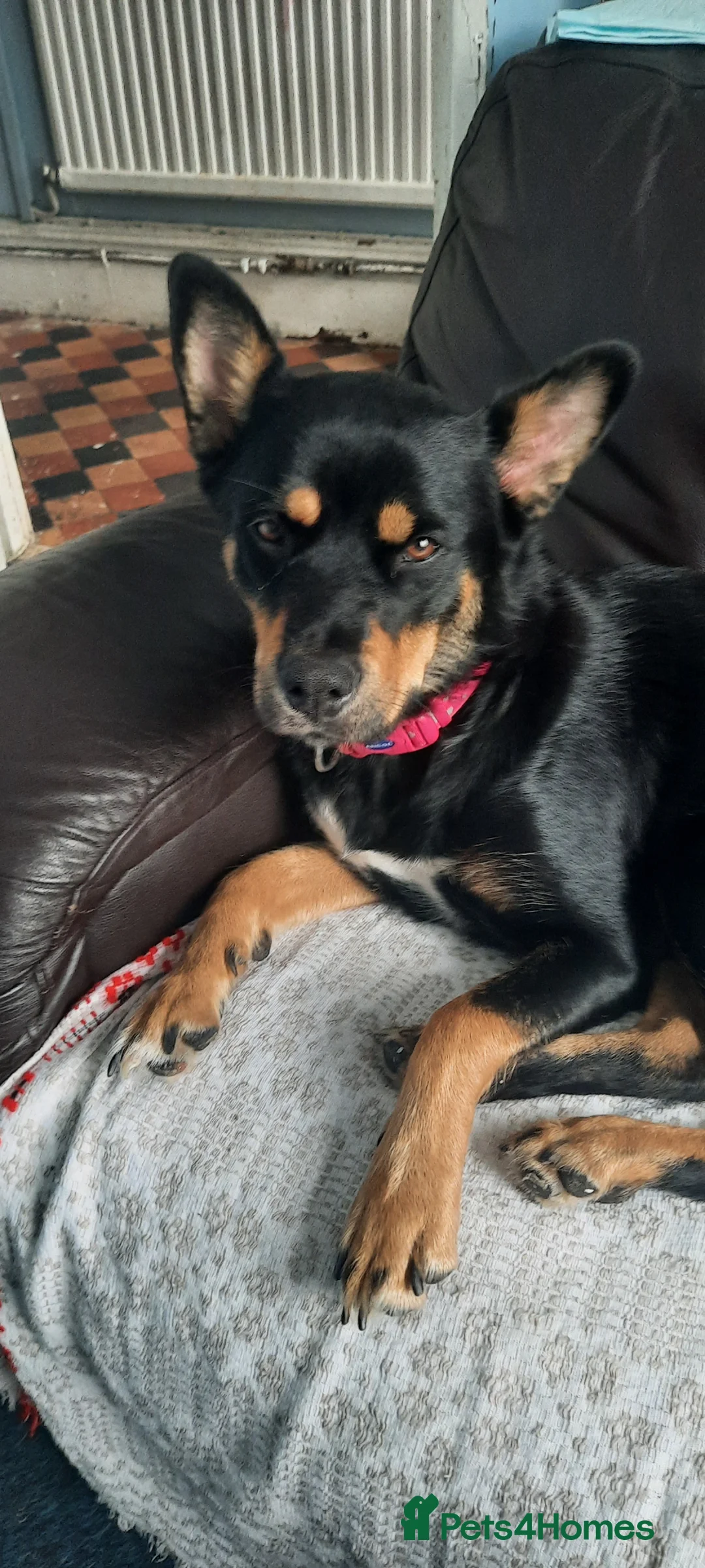 Mixed Breed dogs for sale: Mixed breed puppies in Pontypridd - Advert 2