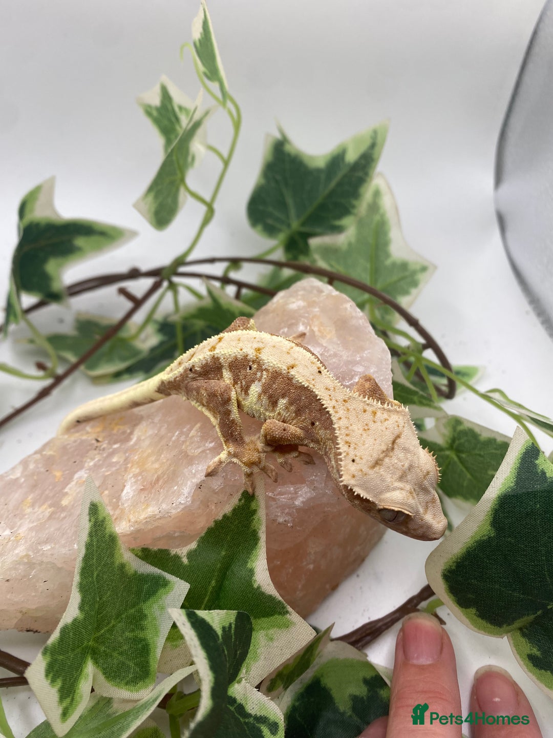 Gecko reptiles for sale: Red based Lily white and extreme harlequin £60/85  - Image 4