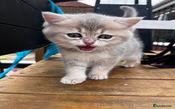 British Longhair cats for sale: ✨ Three adorable British Short/longhair kittens  - Image 19