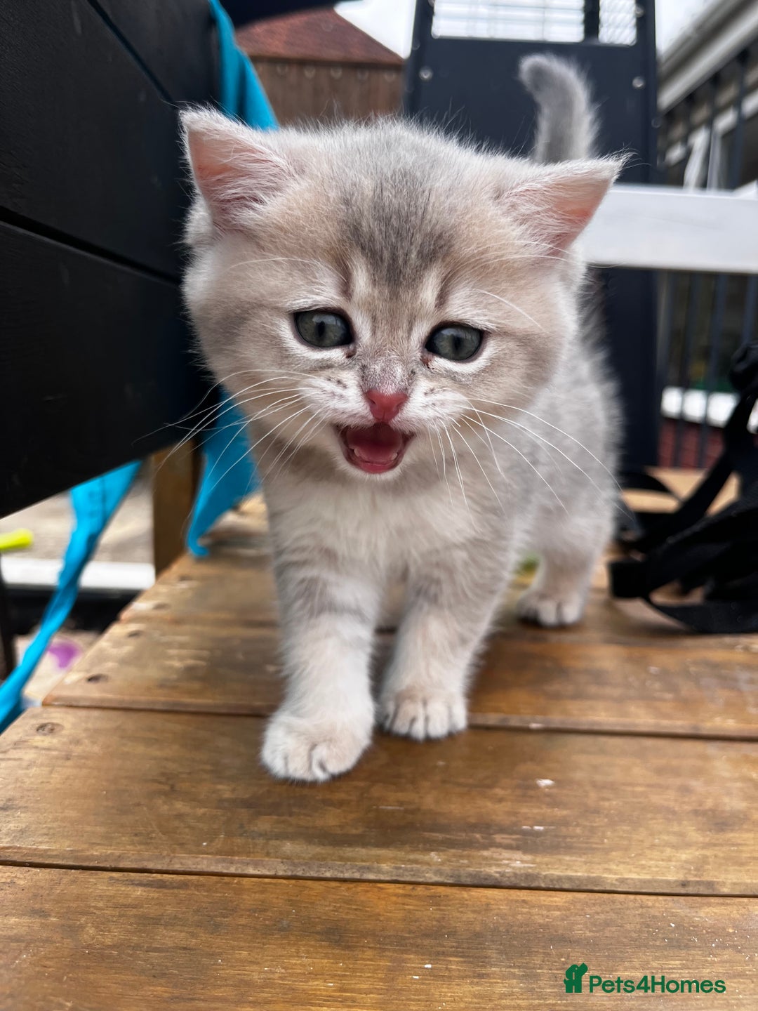 British Longhair cats for sale: ✨ Three adorable British Short/longhair kittens  - Image 19