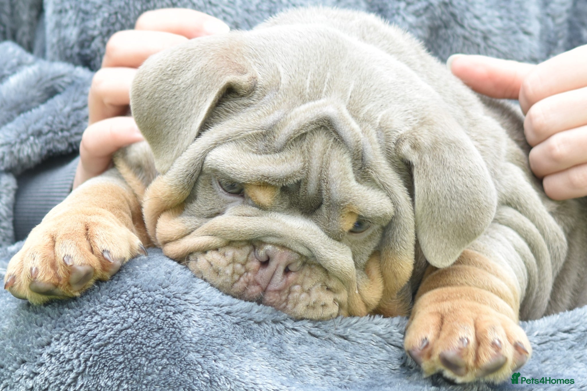 English Bulldog dogs This Mega boy is still available  - Advert 8