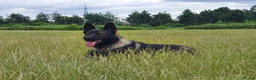German Shepherd dogs for sale: DDR X Czech line Puppies  - Advert 9