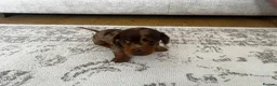 Miniature Dachshund dogs for sale: Miniature smooth haired Dachshund  in Tredegar - Advert 27