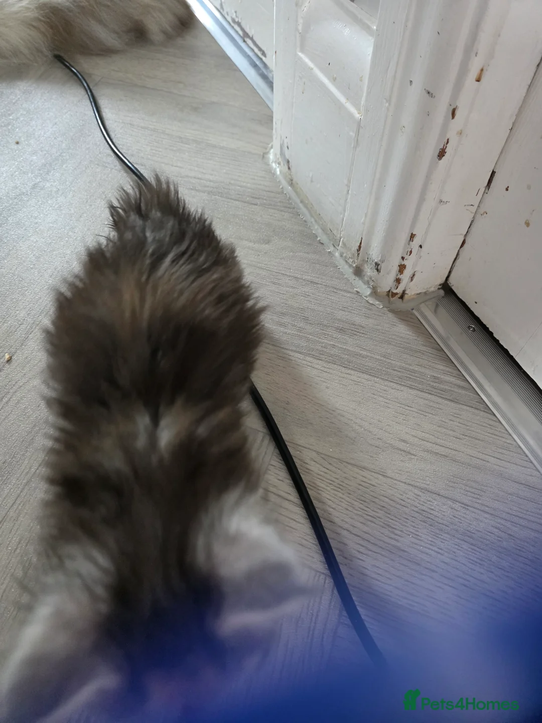 Maine Coon cats for sale: STUNNING MAINE COON KITTENS  - Advert 10