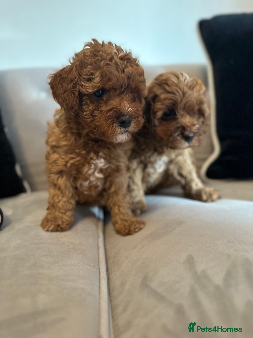 Cavapoo dogs for sale: Stunning Red Cavapoo Boys  - Image 22