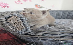 British Shorthair cats for sale: British Shorthair kittens  - Image 18