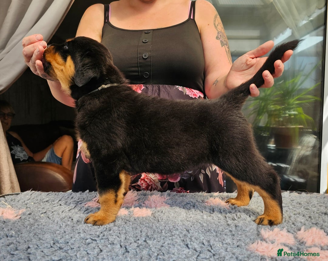 Rottweiler dogs for sale: Superb litter of dual purpose Rottweiler puppies. - Image 18