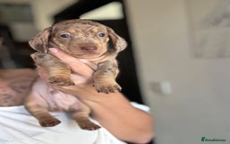 Miniature Dachshund dogs for sale: Beautiful KC Reg Miniature Dachshund Pups - Image 5