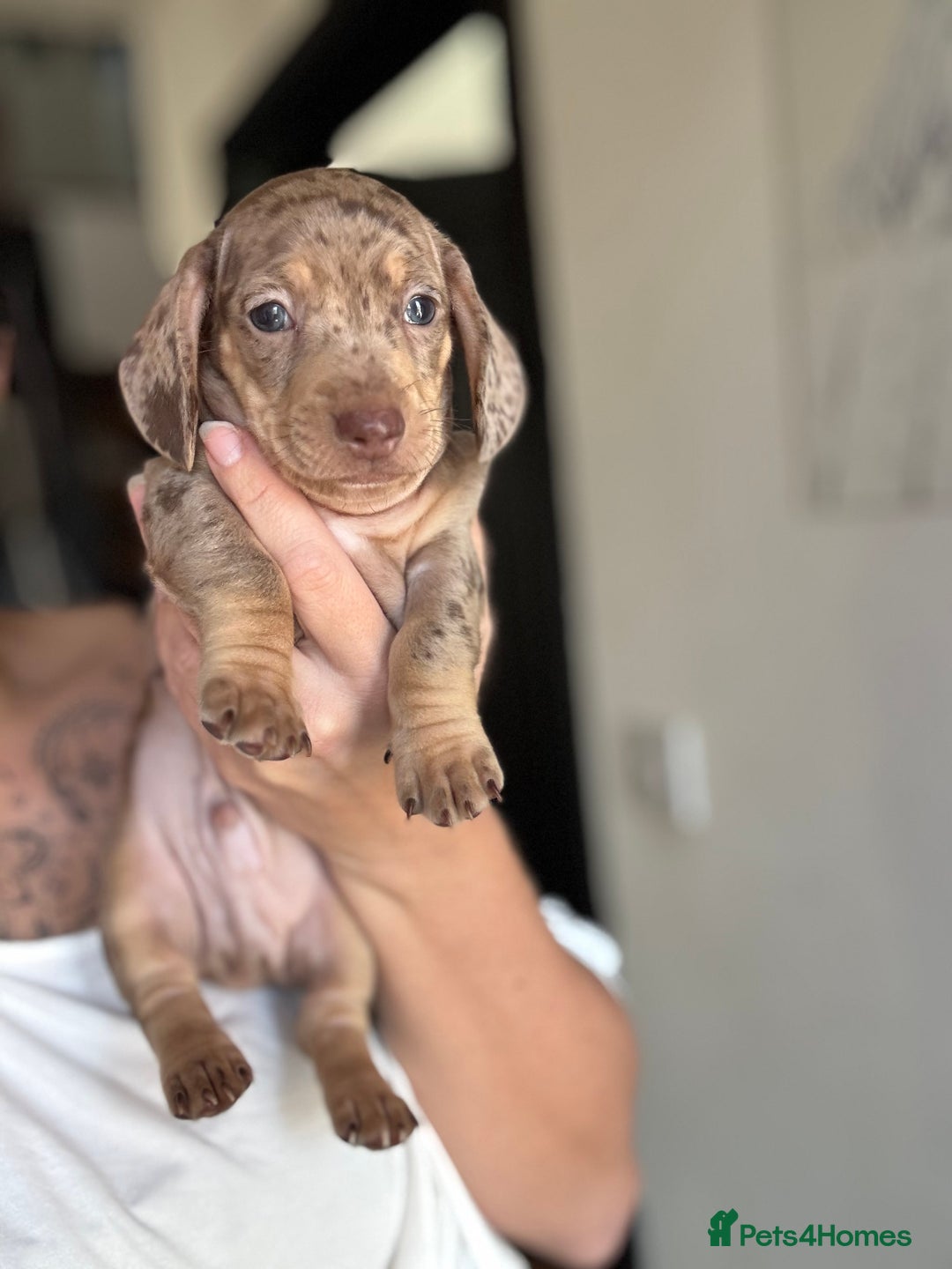 Miniature Dachshund dogs for sale: Beautiful KC Reg Miniature Dachshund Pups - Image 5