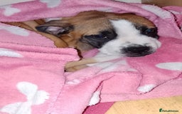 Mixed Breed dogs for sale: Staffy cross boxer bitch - Image 4